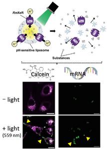 Intracellular substance delivery using light-induced disruptive liposomes (LiDLs).