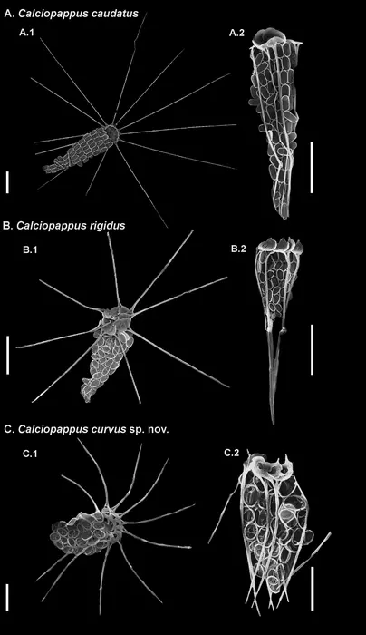 Comparison of the new species