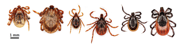 Three major species of ticks distributed in Hokkaido, Japan