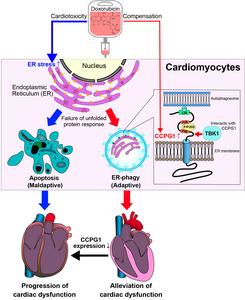 Doxorubicin-induced cardiotoxicity is suppressed by CCPG1-mediated ER-phagy activation