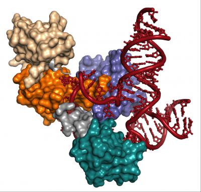 Structure of the U6 Complex