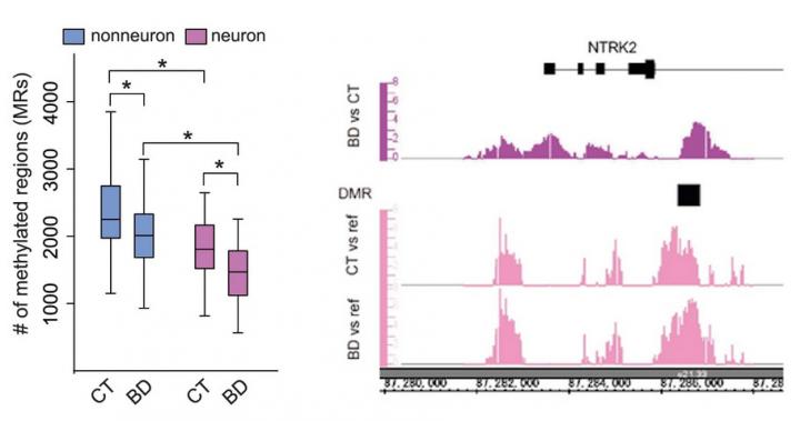 Hypomethylation in transcriptional regulatory regions and hypermethylation of genes important for neural function