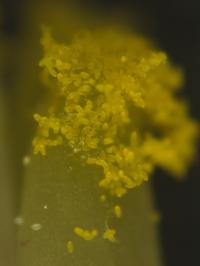 Pollen Grains Attached to the Stigma