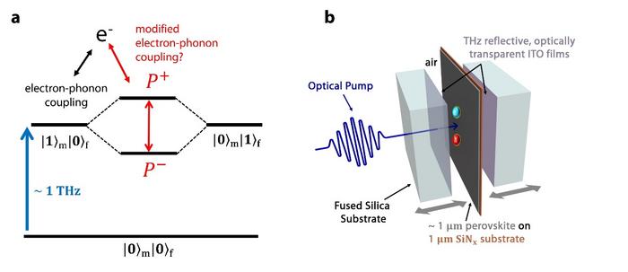 Electron-phonon coupling in an optically accessible, terahertz-tuneable cavity