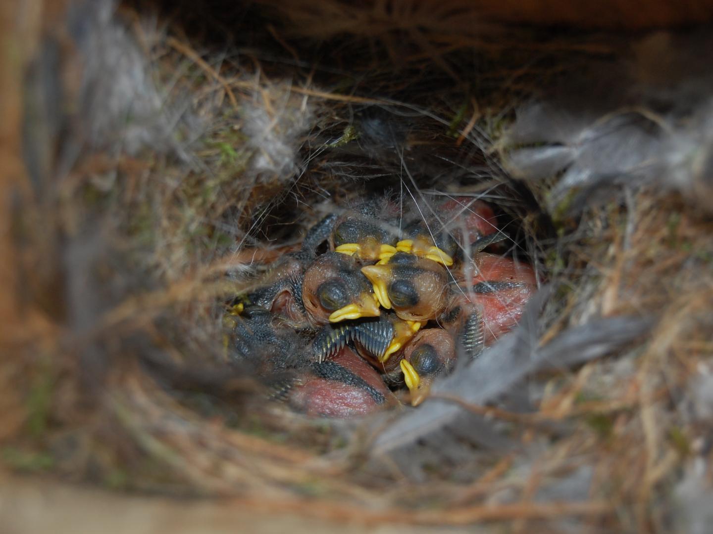 Baby Birds 2