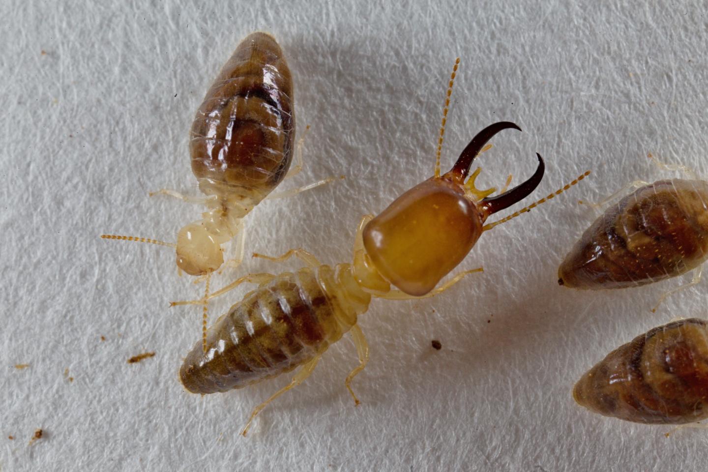 Termites