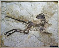 Fossil Specimen