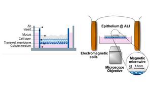 Mucus exposed to the air for easy access during experiments