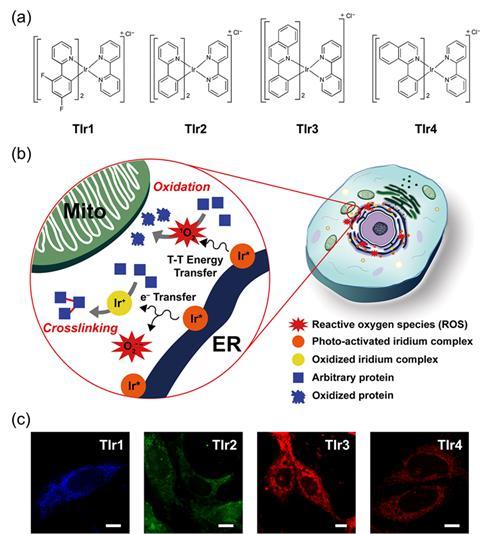 Treating Cancer (2 of 2)