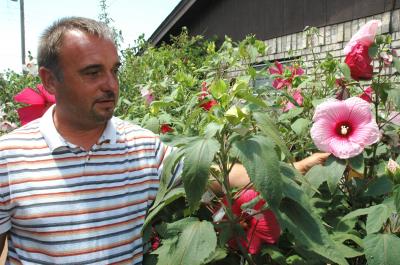 Winter-hardy Hibiscus Research