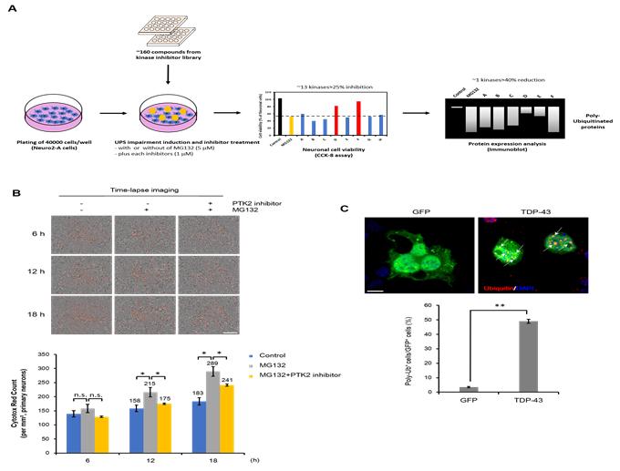 Schematic Overview of the Screening