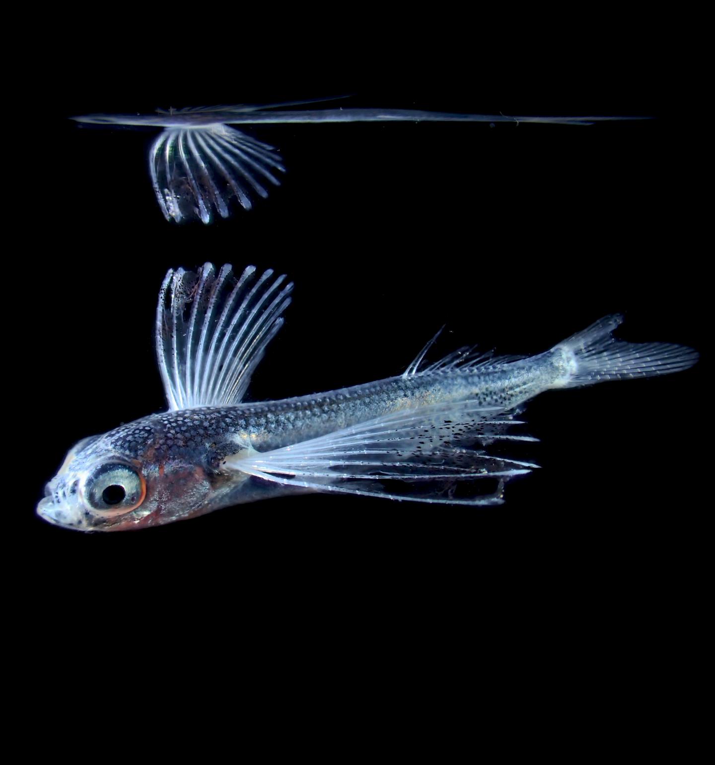 Numerous Larval Flying Fish Sampled in Surface Slicks off Hawaii Island