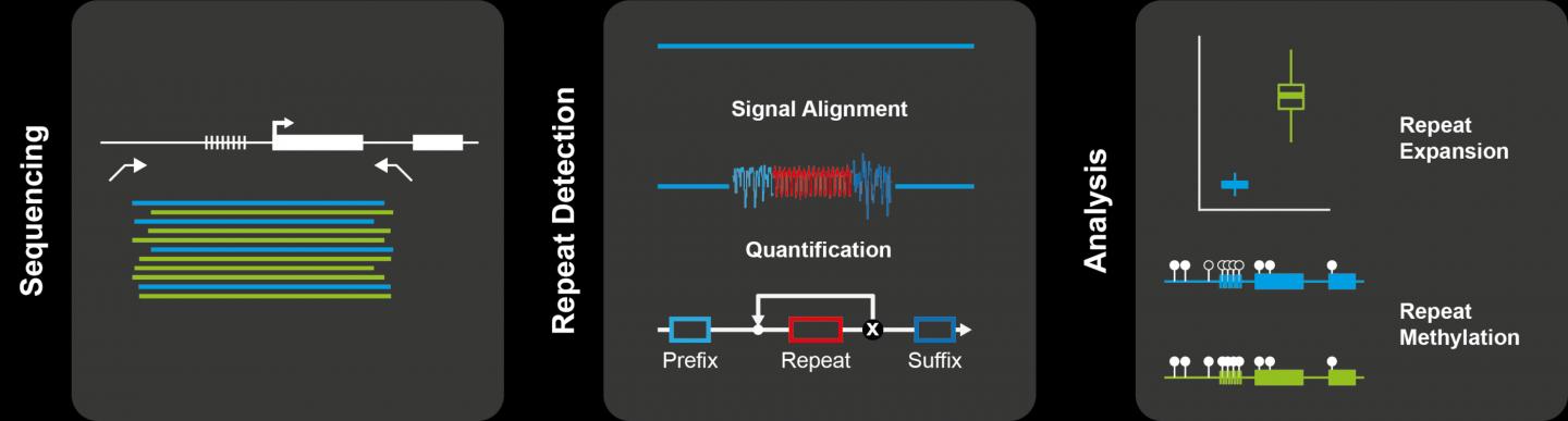 First Precise Mapping of Short Tandem Repeats