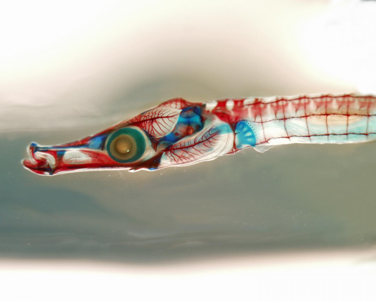 Juvenile Gulf Pipefish