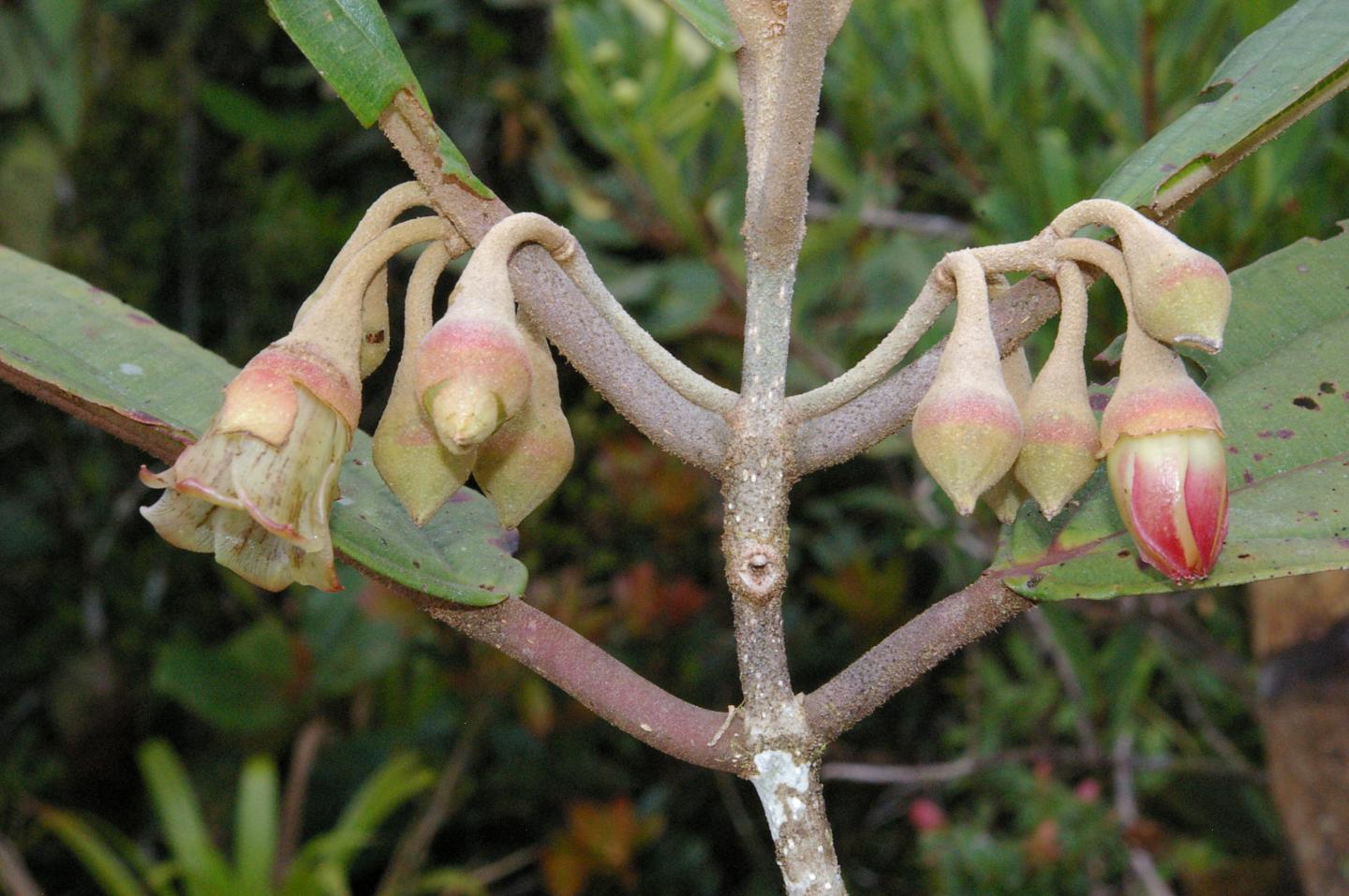 Chalybea brevipedunculata