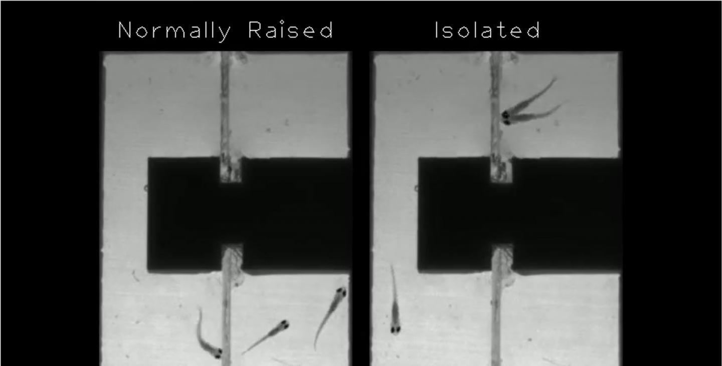 Isolated Vs Non-Isolated Zebrafish