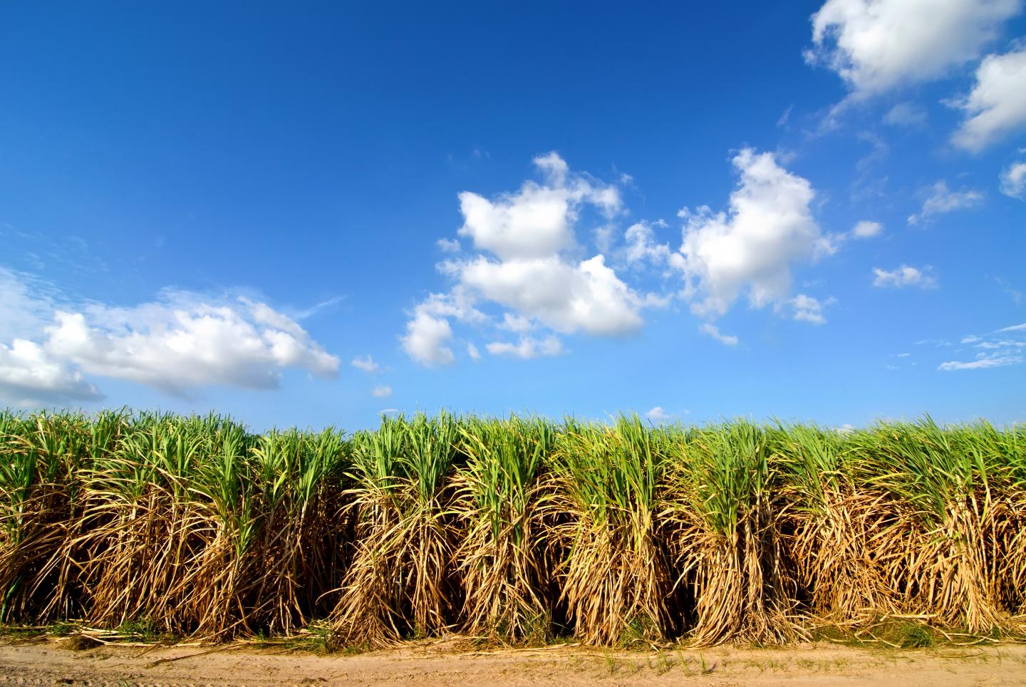 Sugarcane with Traditional Row Spacing