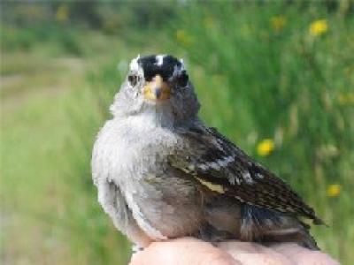 Male White-Crowned Sparrow