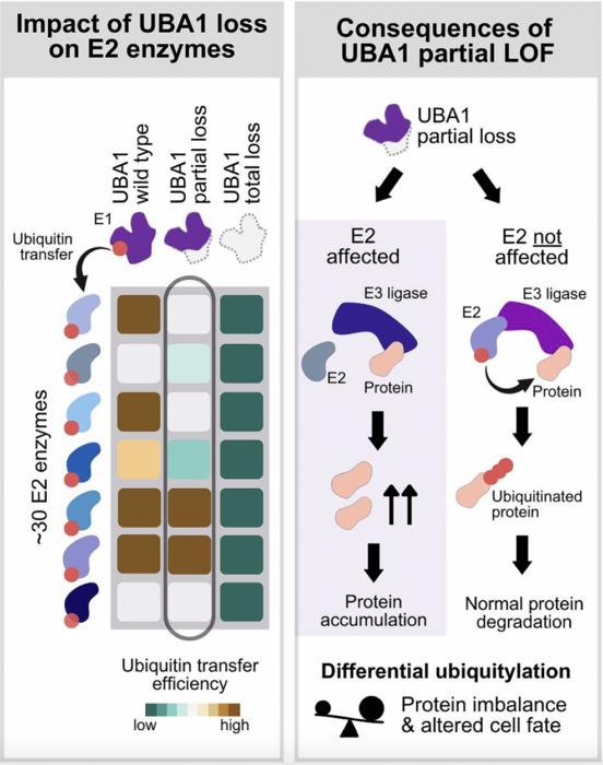 UBA1 dysfunction in VEXAS and cancer