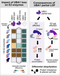 UBA1 dysfunction in VEXAS and cancer