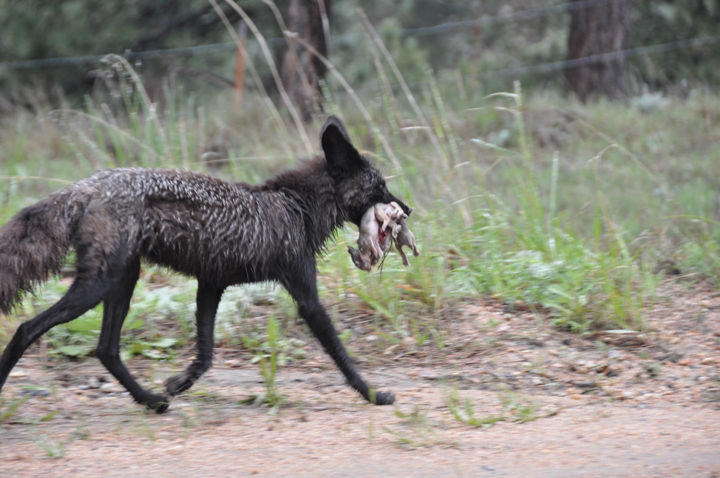 Coyote