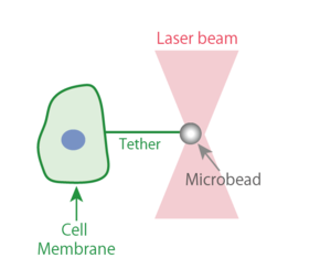 Glossary: Optical tweezers