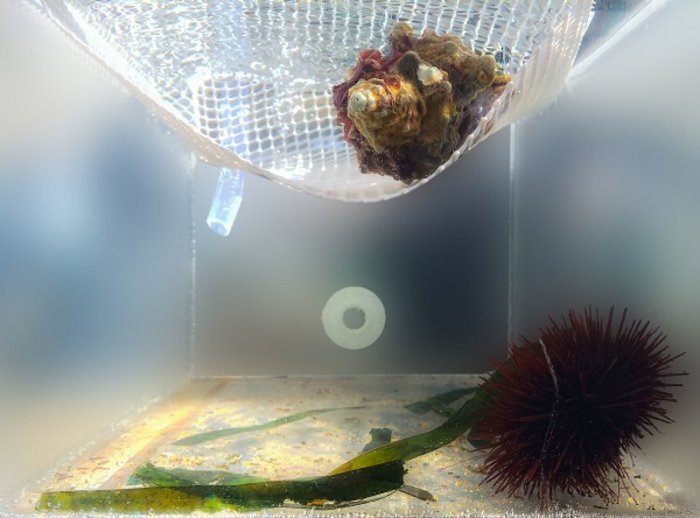 Sea urchins’ ballistic escape from predators EurekAlert!