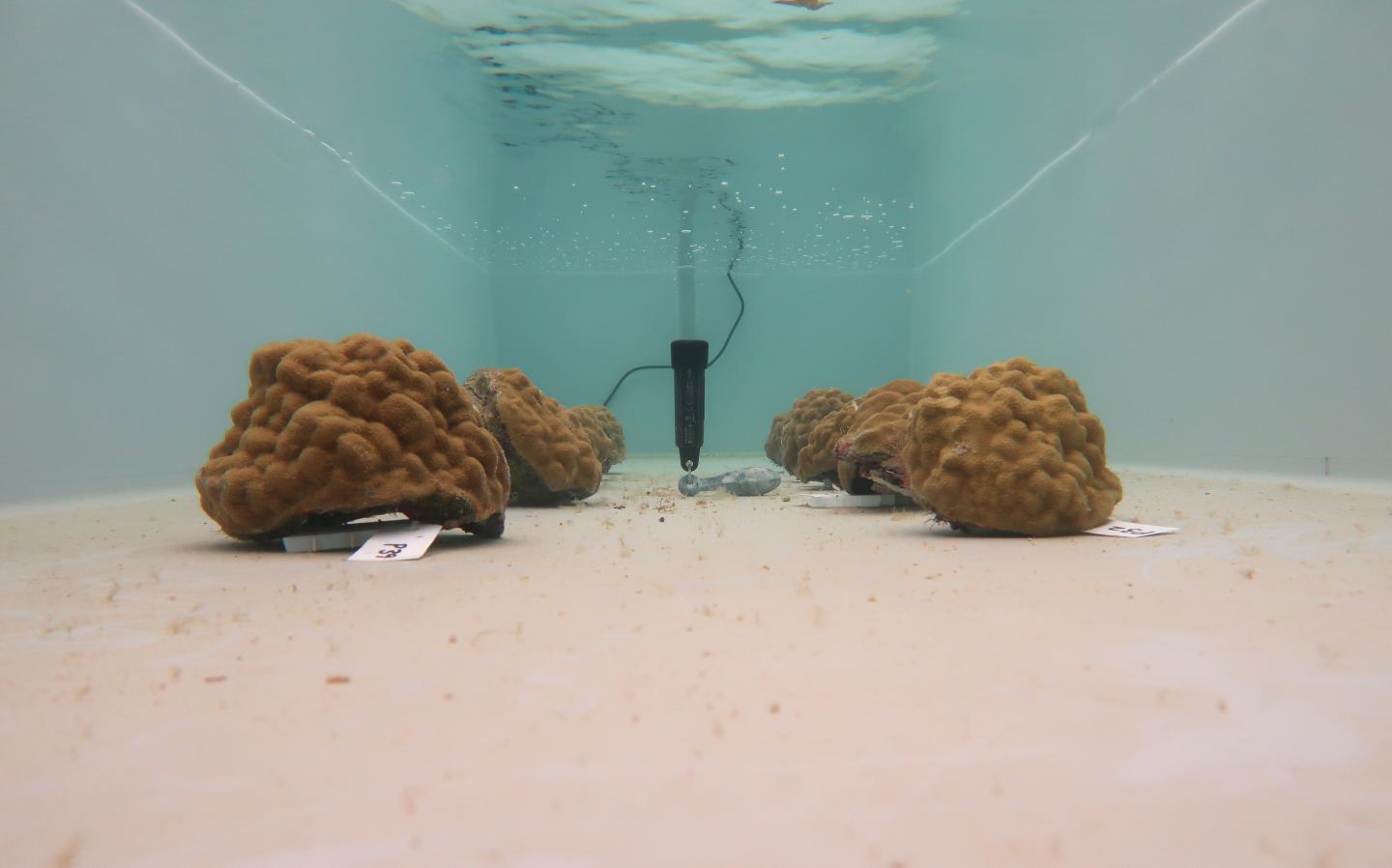 BIOS mesocosm facility