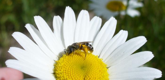 Halictus on a daisy