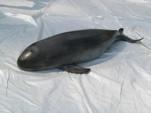 Stranded Finless Porpoise