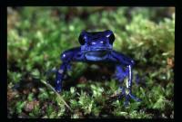 Blue Morph, Strawberry Poison Frog