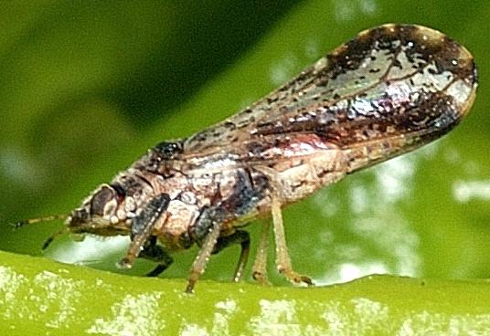 An Adult Asian Citrus Psyllid