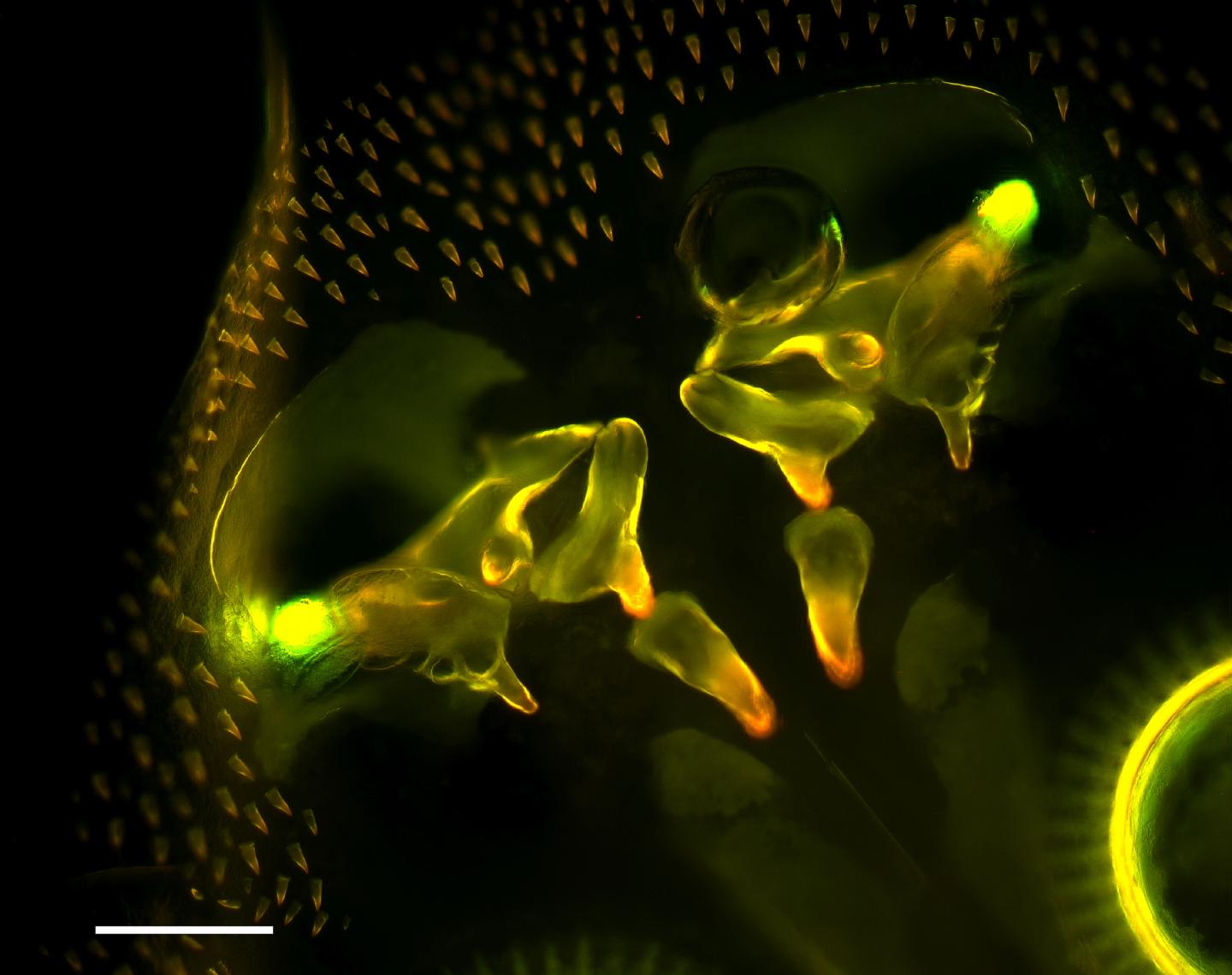 A Male Fish Louse Shows Metal Accumulation in a River