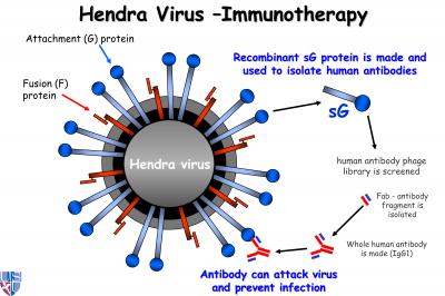 Antibody May Curb Contagion-Related Hendra Virus (2 of 3)