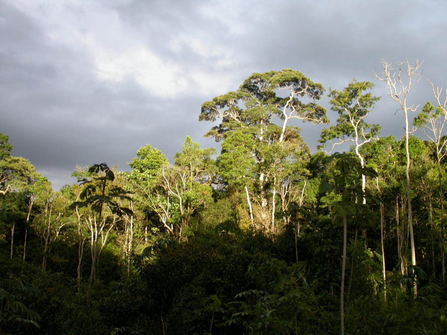 More Than Half of All Amazonian Tree Species Threatened (1 of 10)