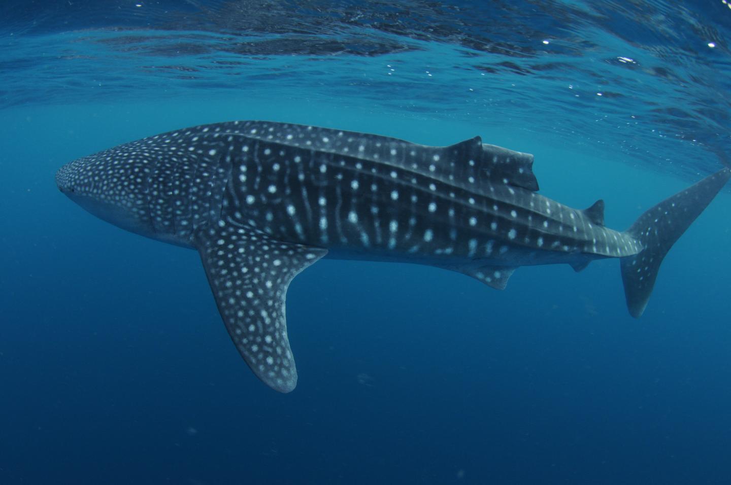 Whale Sharks show remarkable capacity to reco