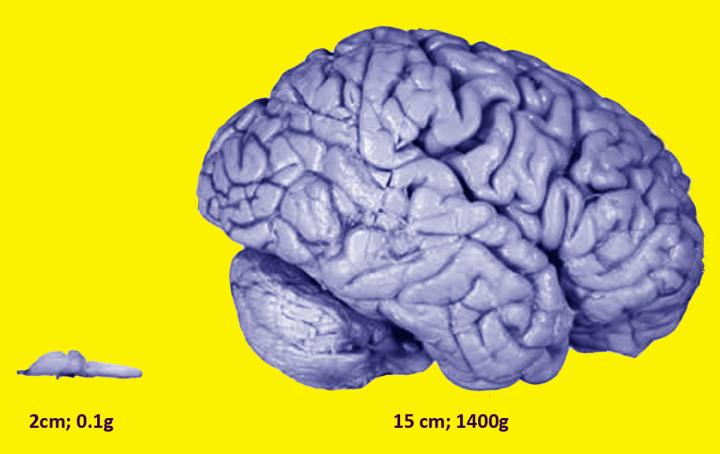 Frog and Human Brain