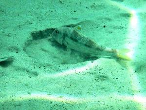 Red mullet producing a feeding pit in the shallow seafloor of the Ligurian Sea.