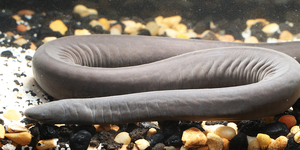 First Record of Caecilian Introduced to U.S.