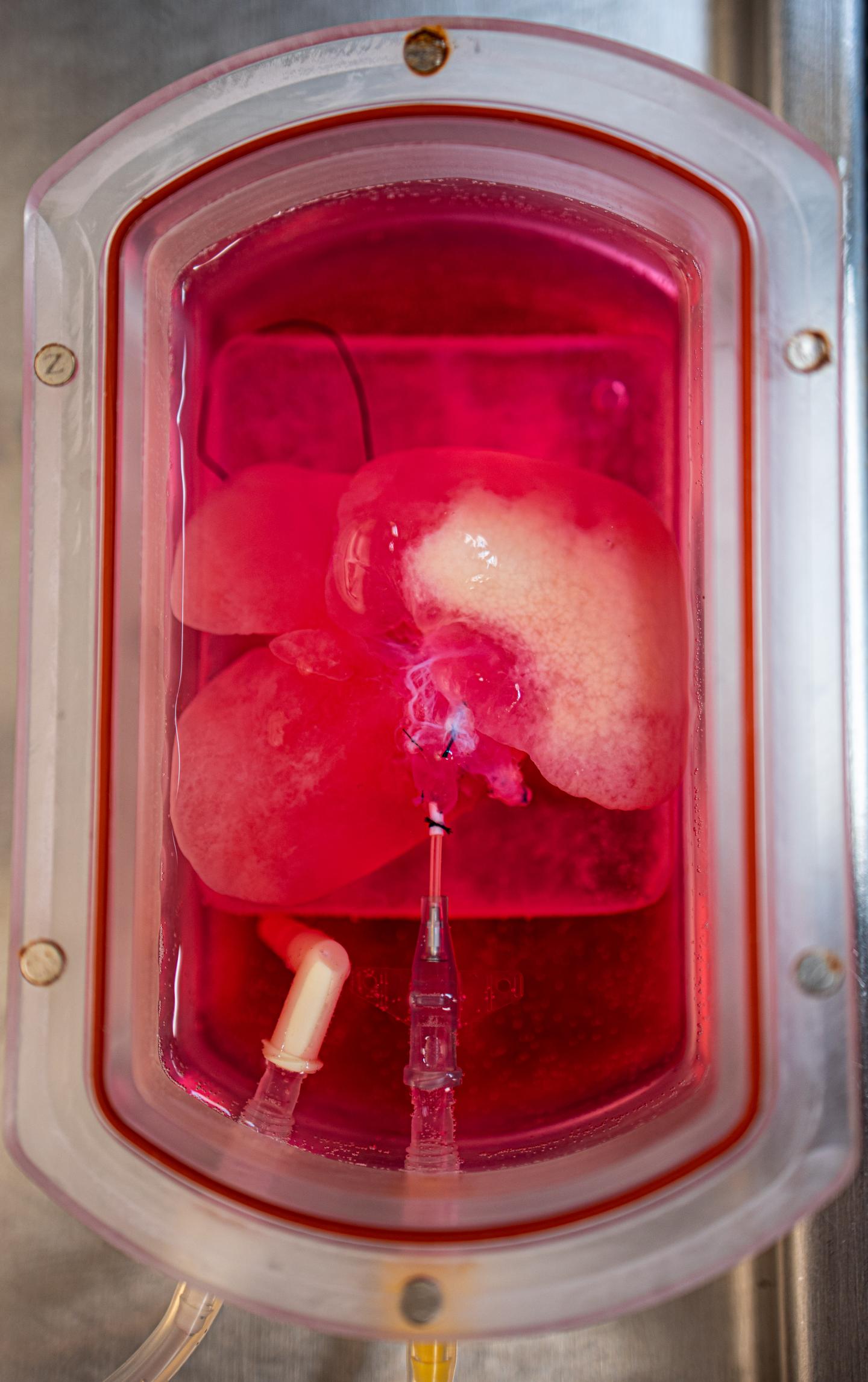 Gene-Edited Lab-Grown Mini Liver