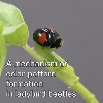 A Mechanism of Color Pattern Formation in Ladybird Beetles