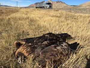 Golden Eagle with two collision sources possible.