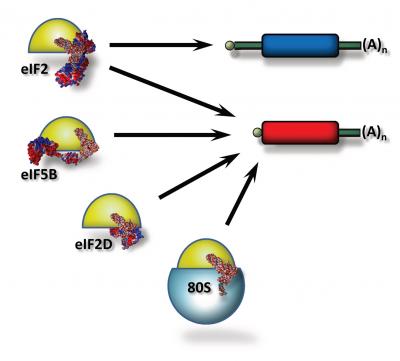 Means of Directing Protein Synthesis