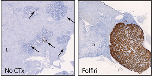 Mex3a cells