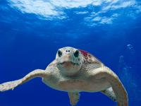 Travel Hazards: 2 Studies Start to Map Pollutant Threats to Turtles (2 of 2)