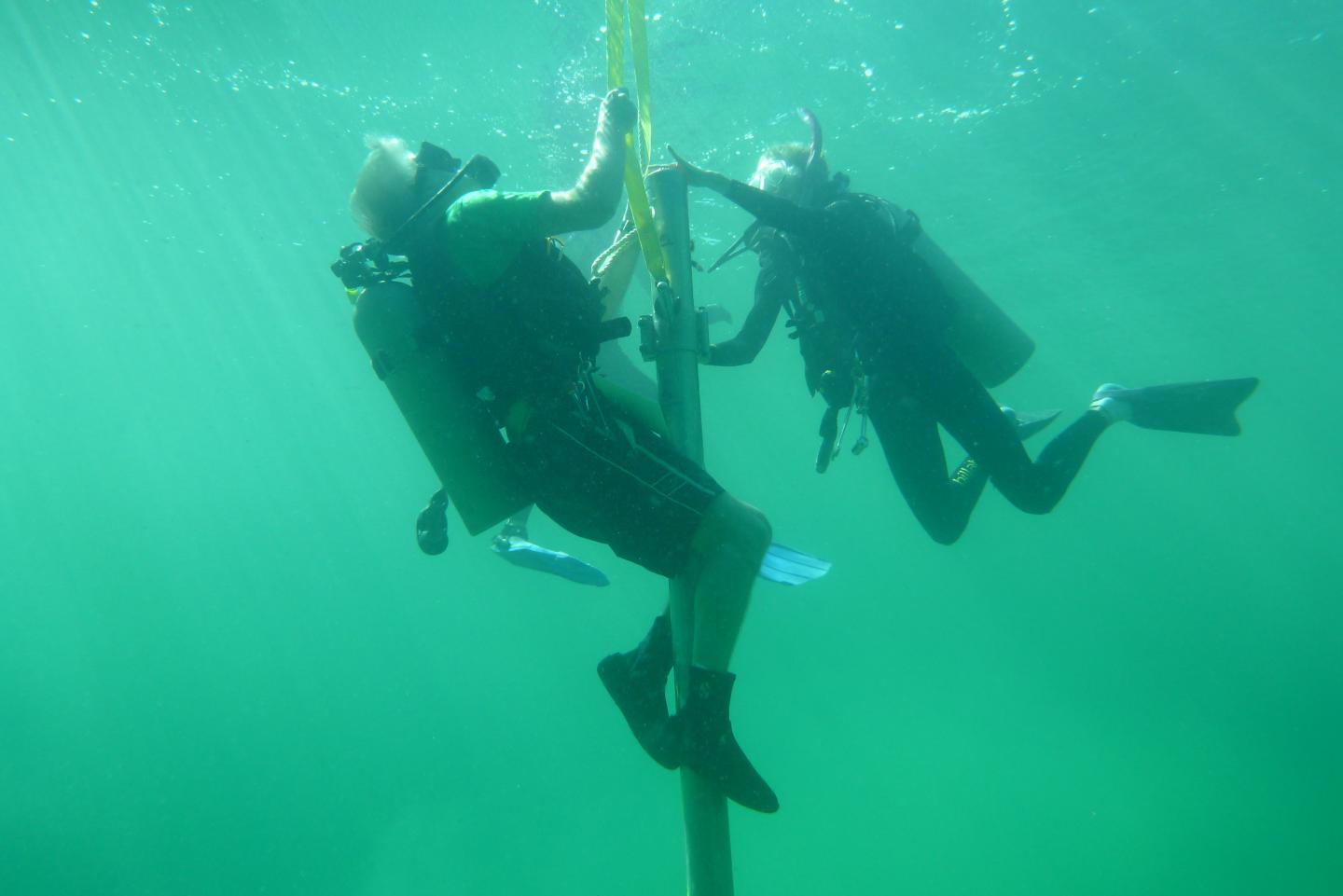 Extraction of Reef Sediment Core