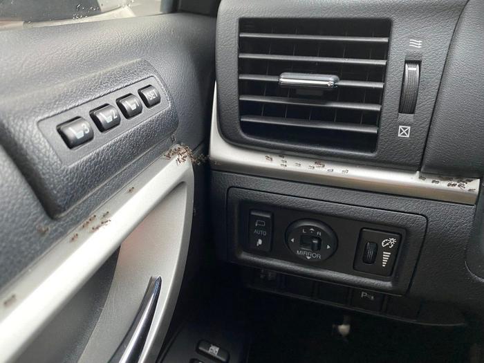 Ants found on the inside of a car, hitching a ride to find a new home.
