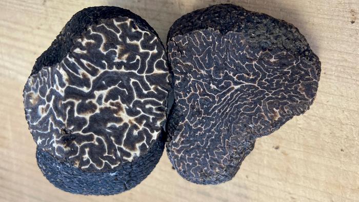 Black vs winter truffles