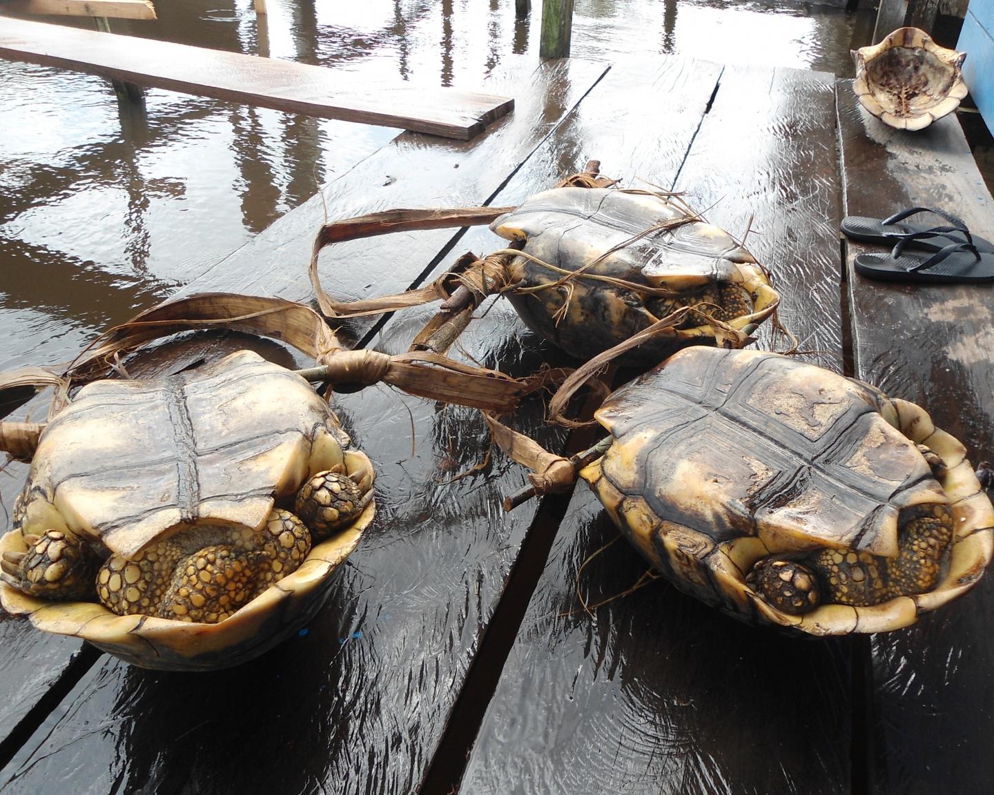 Yellow-Footed Tortoise Captured