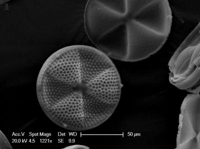 Ocean Plankton (3 of 3)